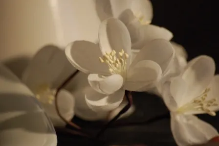 detalle hojas 1